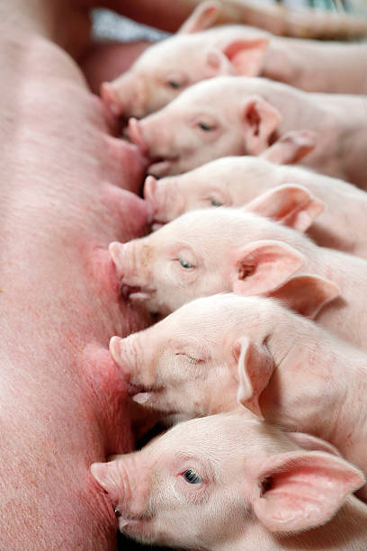Newborn piglets suckling.