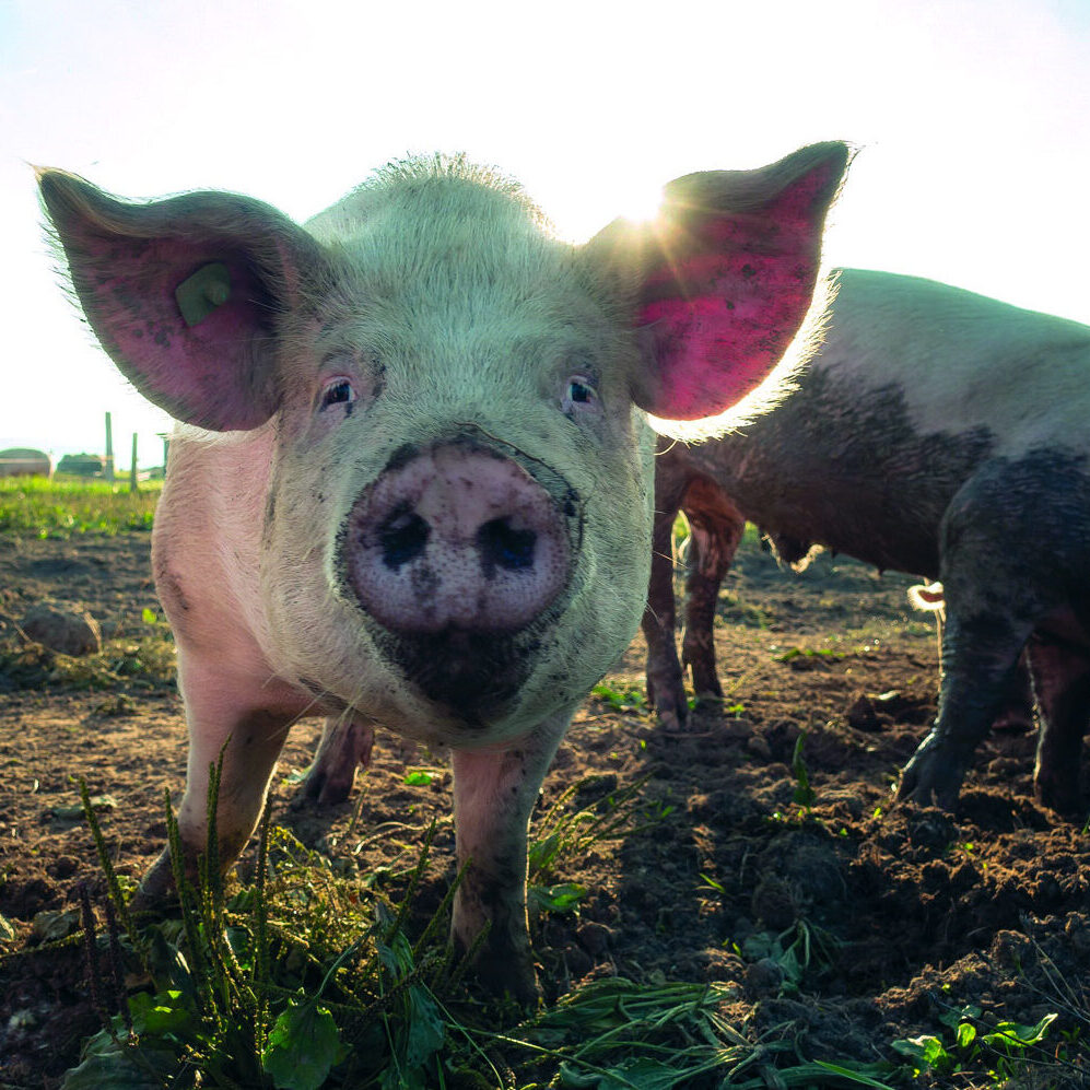 Traque aux innovations pour les porcs