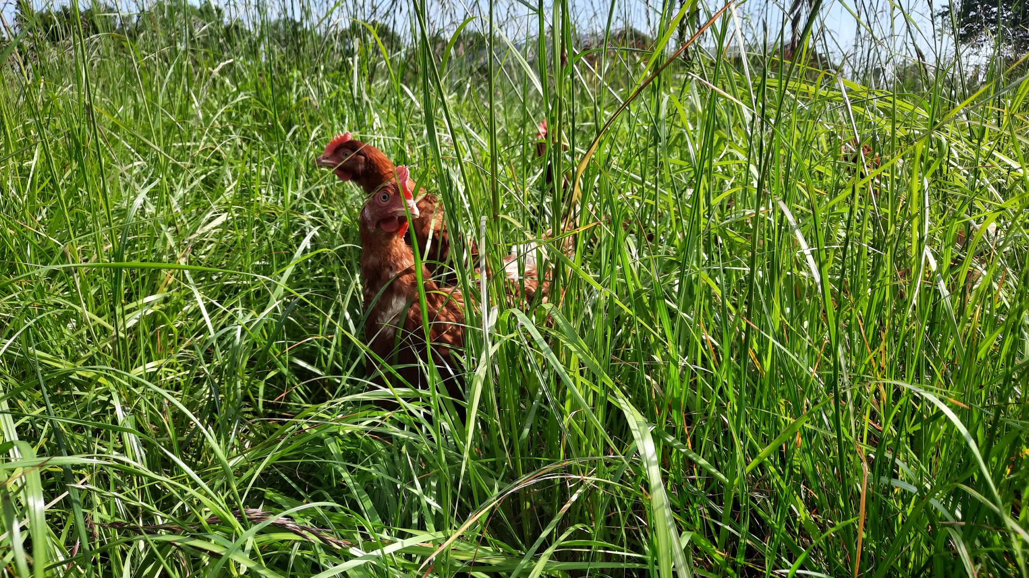 Améliorer la biosécurité en élevage de volailles