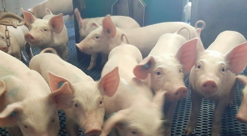 wellpigwean