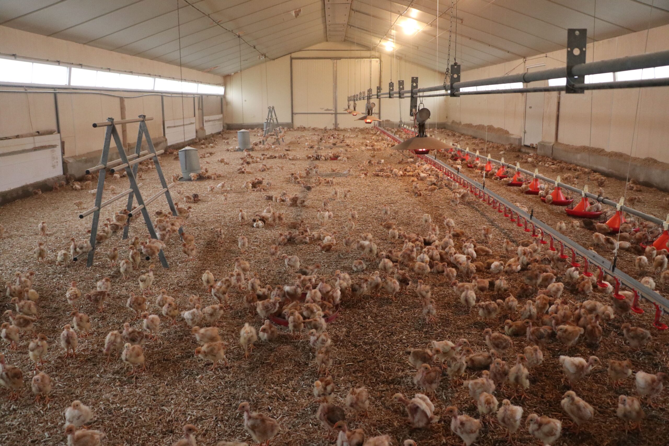 Conception de bâtiments innovant pour les volailles